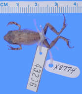 Image of Eleutherodactylus melatrigonum Schwartz 1966