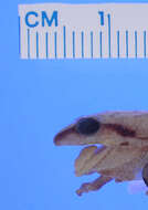 صورة Eleutherodactylus melatrigonum Schwartz 1966