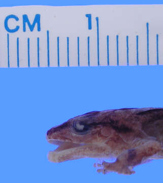 Слика од Eleutherodactylus audanti Cochran 1934