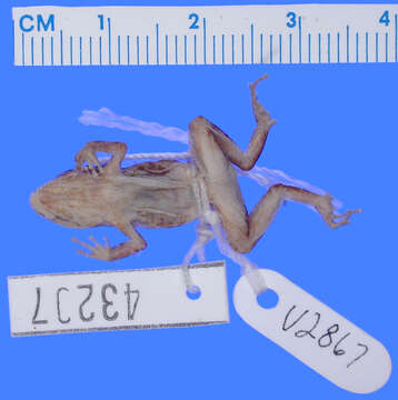 Image of Eleutherodactylus audanti Cochran 1934