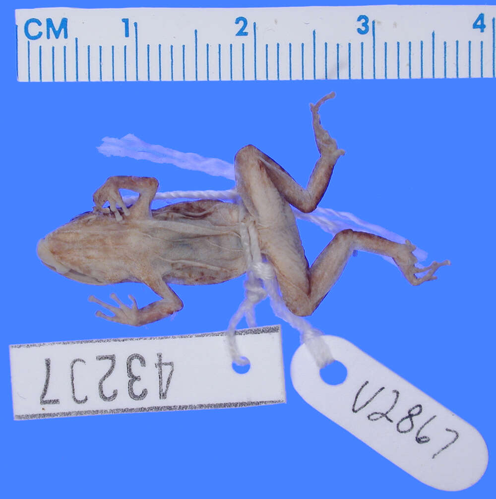 Image of Eleutherodactylus audanti Cochran 1934