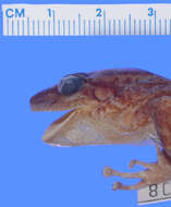 Image of Common Coqui