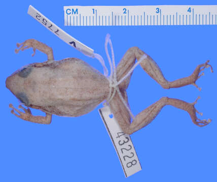 Image of Eleutherodactylus schwartzi Thomas 1966