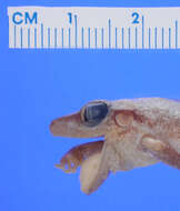 Image of Eleutherodactylus schwartzi Thomas 1966