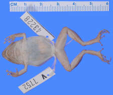 Image of Eleutherodactylus schwartzi Thomas 1966