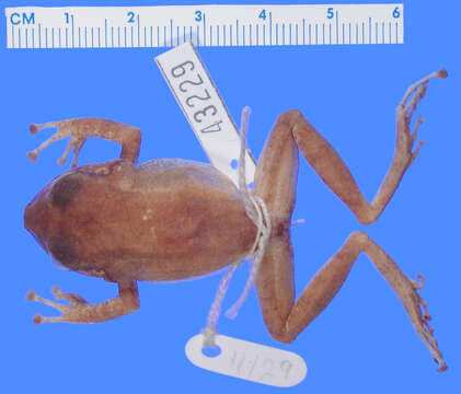 Image of Grenada Frog