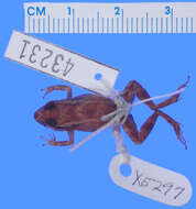 صورة Eleutherodactylus pinchoni Schwartz 1967