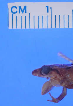 صورة Eleutherodactylus pinchoni Schwartz 1967