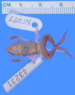 صورة Eleutherodactylus pinchoni Schwartz 1967