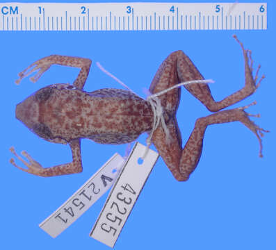 Sivun Eleutherodactylus alcoae Schwartz 1971 kuva