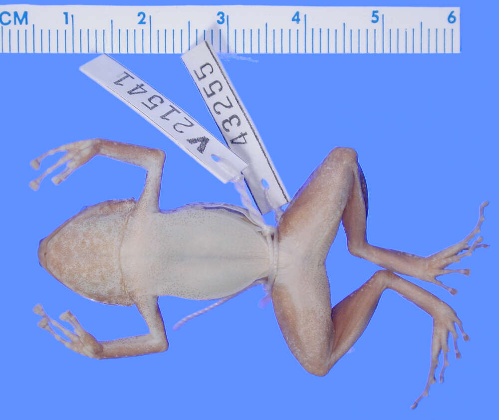 صورة Eleutherodactylus alcoae Schwartz 1971