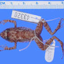 Слика од Eleutherodactylus glaucoreius Schwartz & Fowler 1973