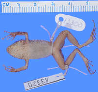 صورة Eleutherodactylus glaucoreius Schwartz & Fowler 1973