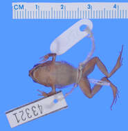 صورة Eleutherodactylus gossei Dunn 1926