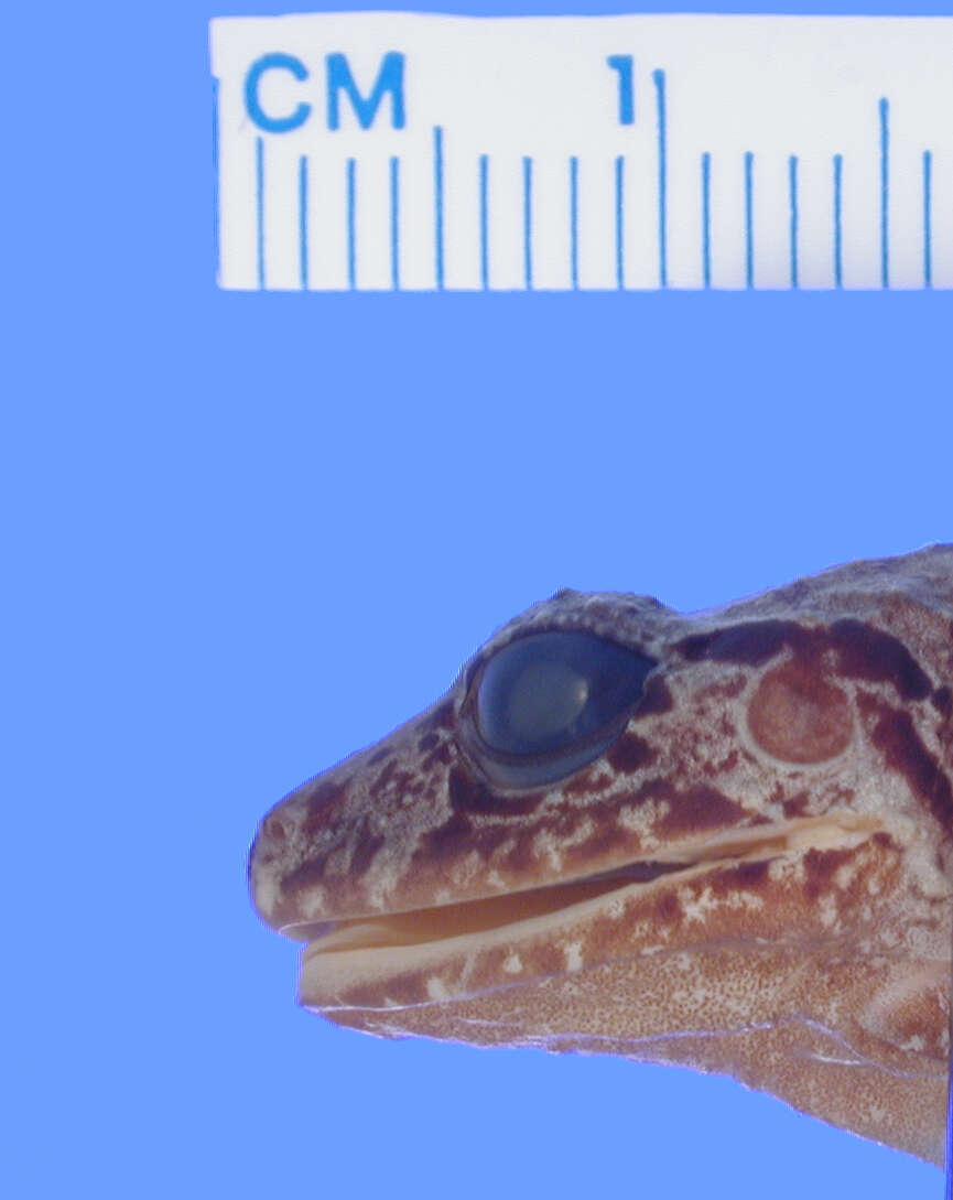 Image of Eleutherodactylus pentasyringos Schwartz & Fowler 1973