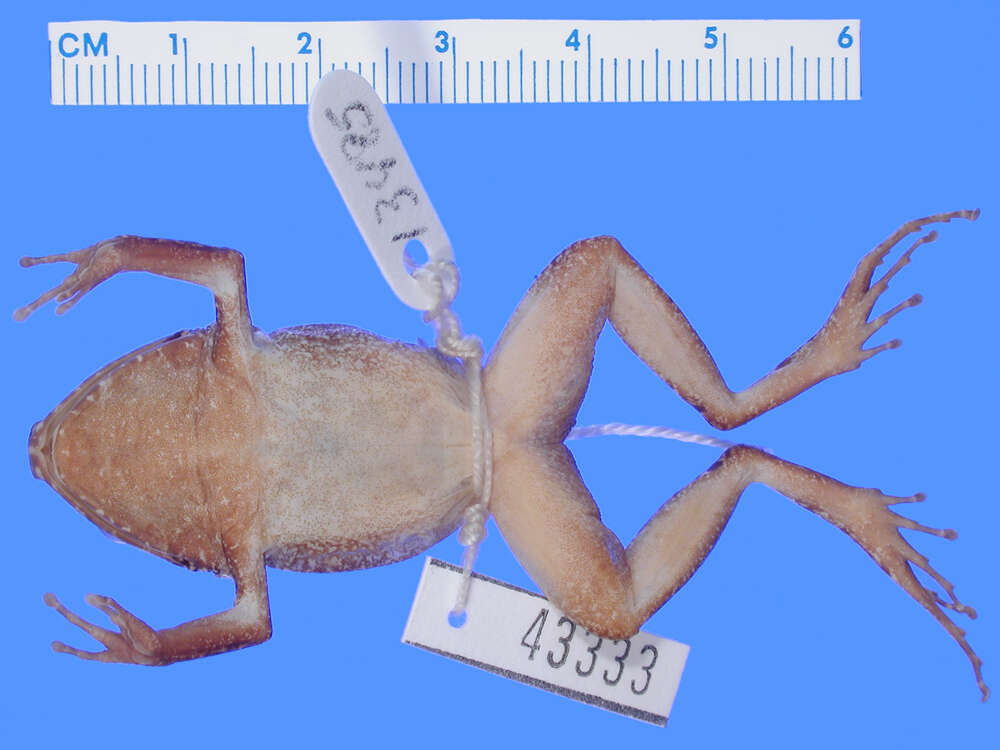 صورة Eleutherodactylus pentasyringos Schwartz & Fowler 1973