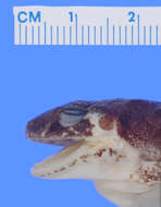 Image of Eleutherodactylus pantoni Dunn 1926