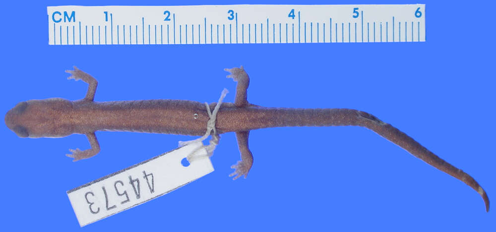 Image of Siskiyou Mountains salamander