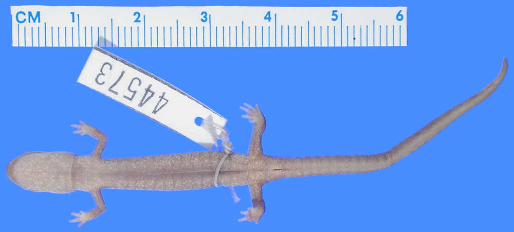 Image of Siskiyou Mountains salamander