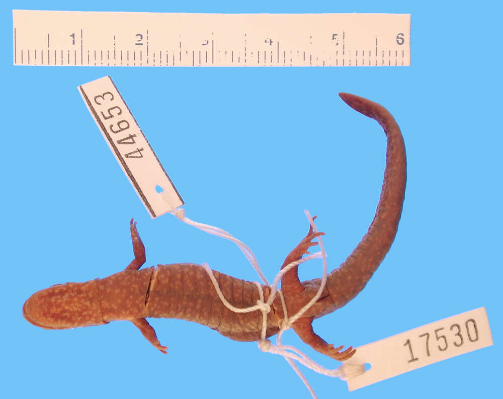 Image of Reticulated flatwoods salamander