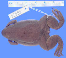 Xenopus fraseri Boulenger 1905 resmi