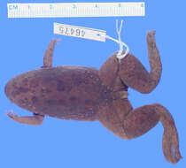 Xenopus fraseri Boulenger 1905 resmi