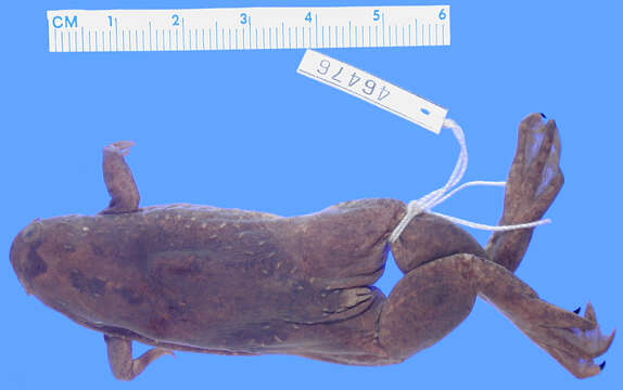 Xenopus fraseri Boulenger 1905 resmi