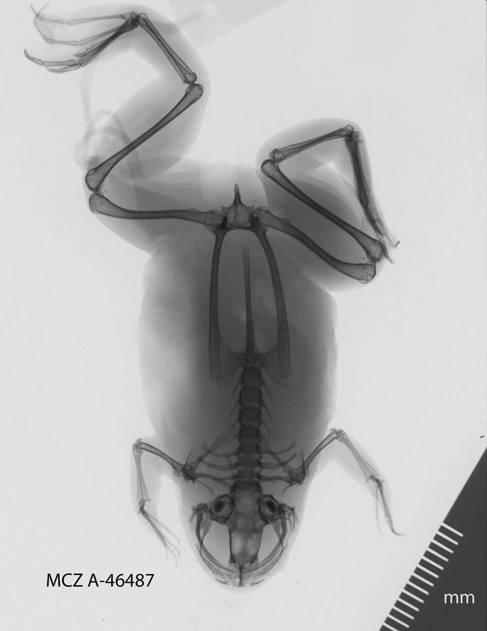 Image of Fraser's Clawed Frog