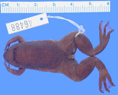 Xenopus fraseri Boulenger 1905 resmi