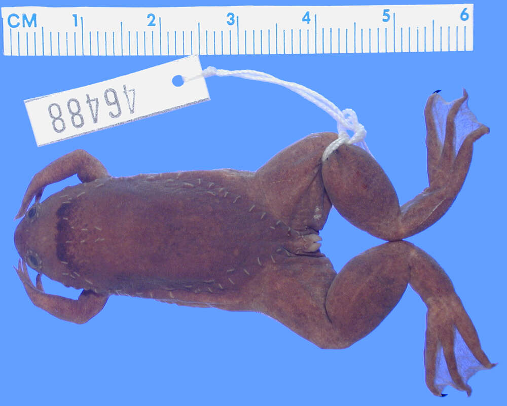 Sivun Xenopus fraseri Boulenger 1905 kuva