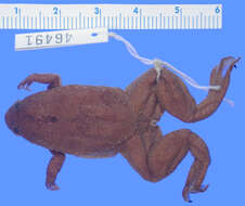 Xenopus fraseri Boulenger 1905 resmi