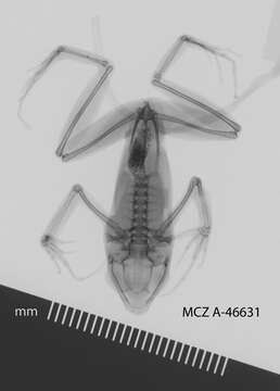 Image of Cardioglossa leucomystax (Boulenger 1903)