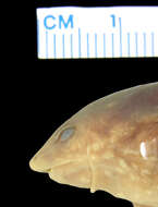 Image of Olive Snout-burrower