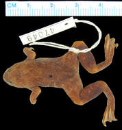 Image of Xenopus vestitus Laurent 1972