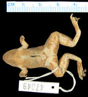 Image of Xenopus vestitus Laurent 1972