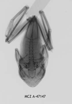 Image of Leptopelis calcaratus (Boulenger 1906)