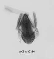 Image of Leptopelis christyi (Boulenger 1912)