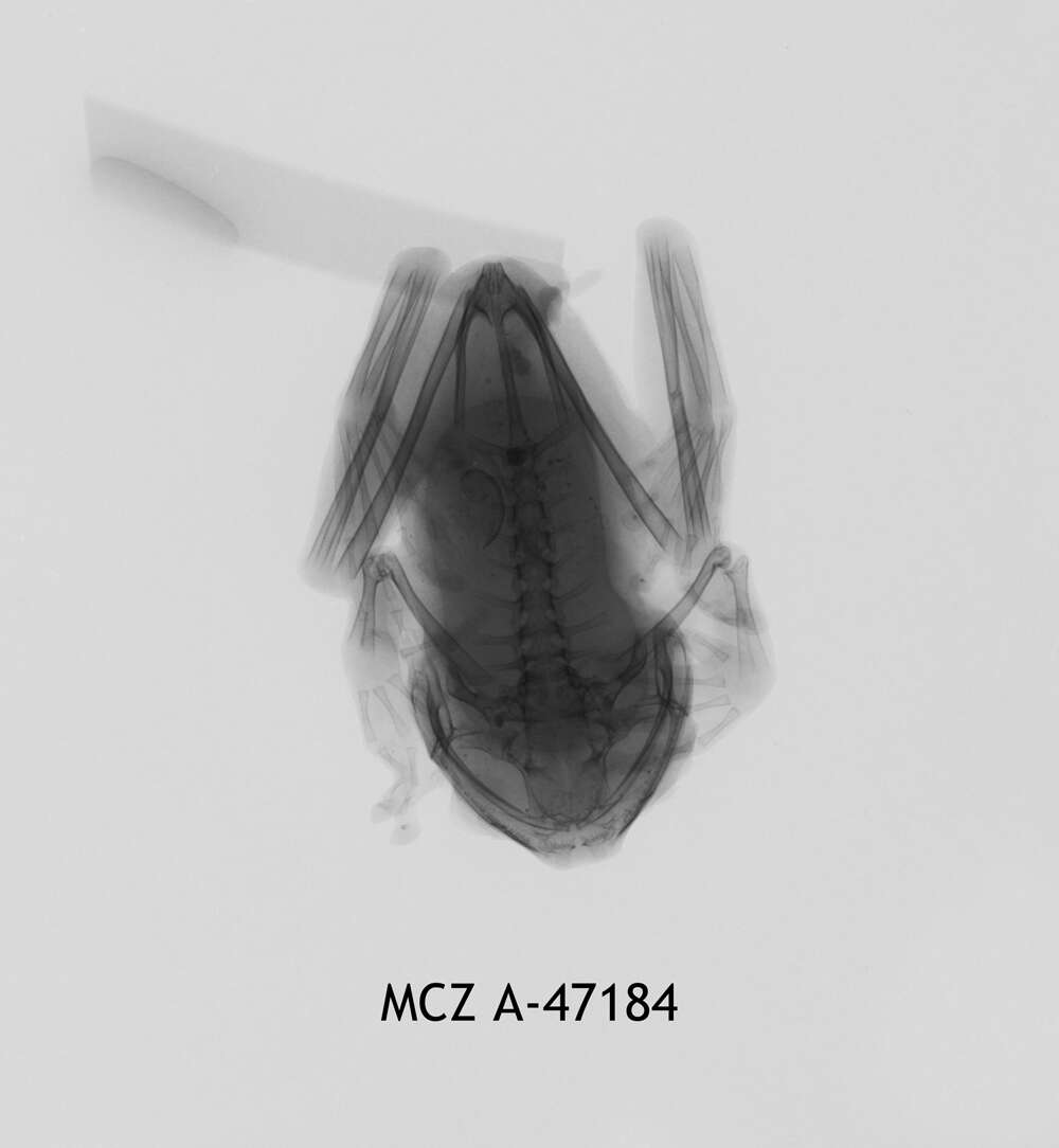 Image of Leptopelis christyi (Boulenger 1912)