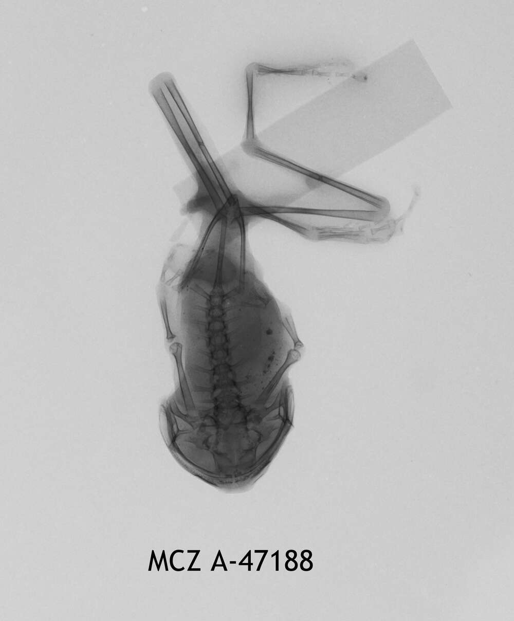 Image of Leptopelis christyi (Boulenger 1912)