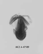 Image of Leptopelis christyi (Boulenger 1912)