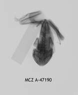 Image of Leptopelis christyi (Boulenger 1912)