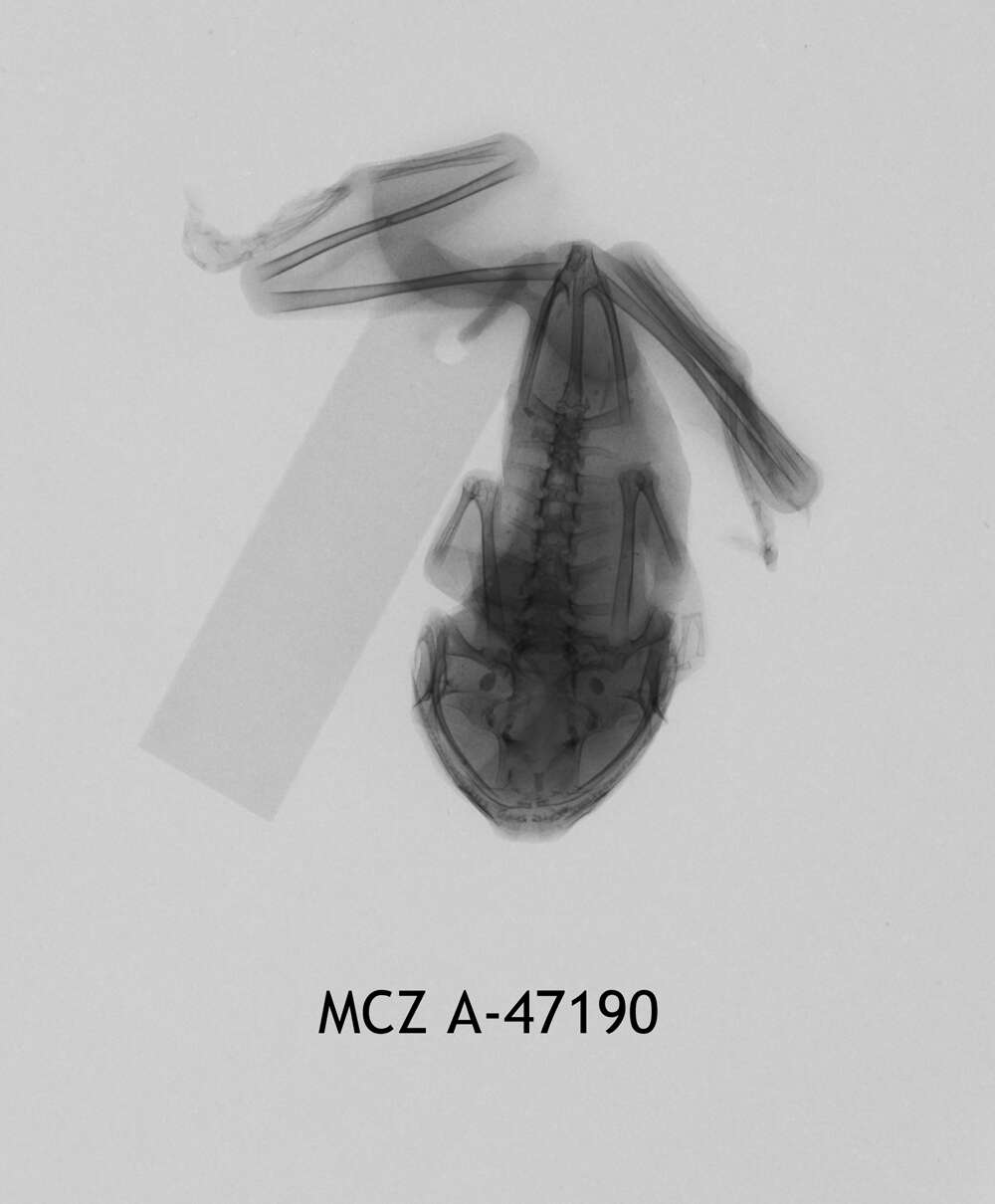 Image of Leptopelis christyi (Boulenger 1912)