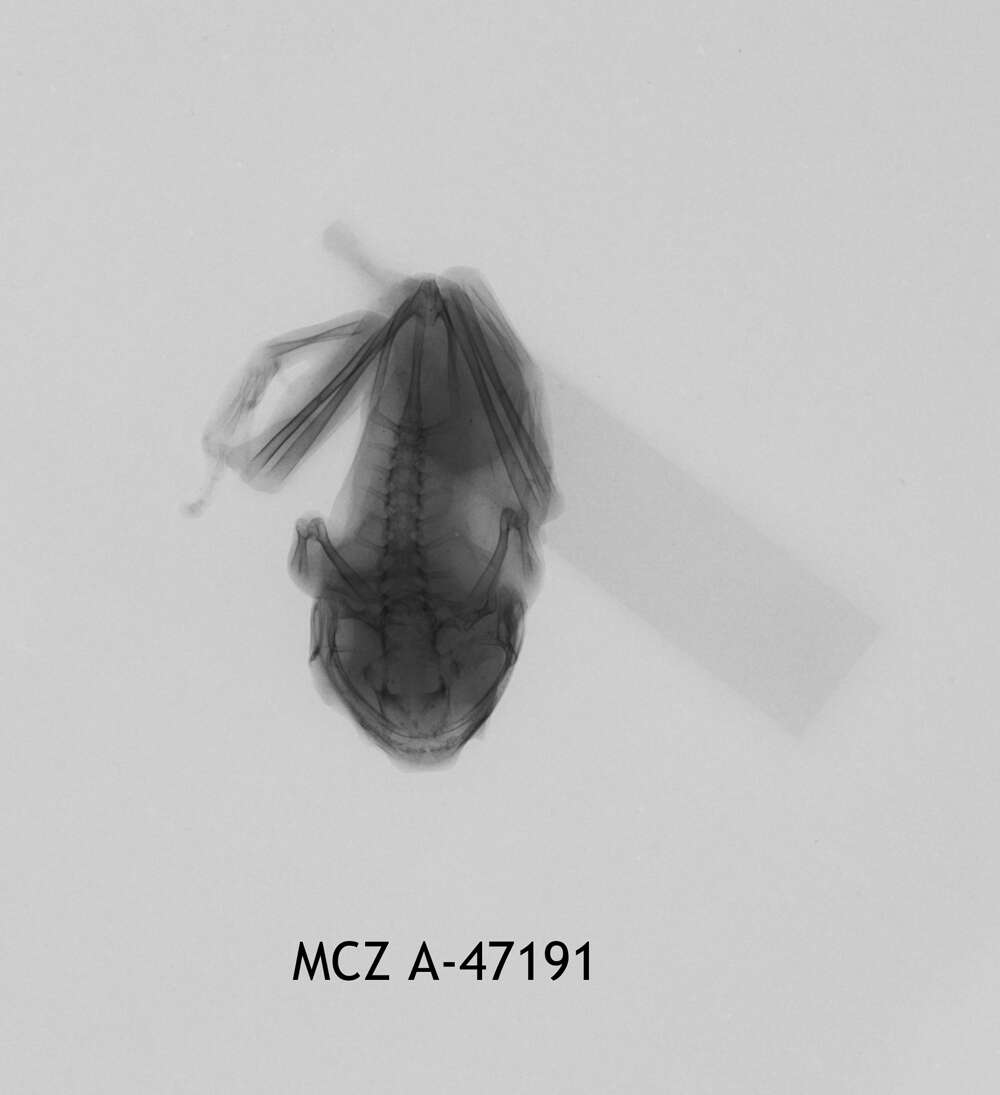 Image of Leptopelis christyi (Boulenger 1912)