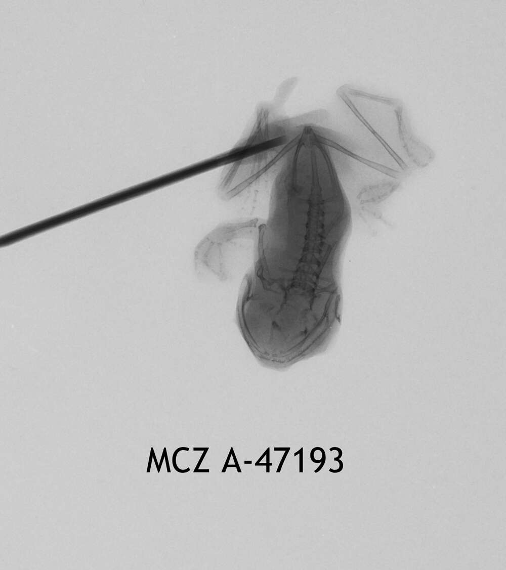 Image of Leptopelis christyi (Boulenger 1912)