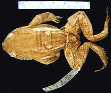Imagem de Leptodactylus rhodonotus (Günther 1869)