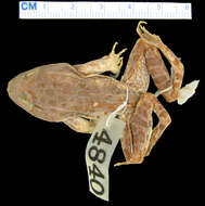 Image of Relict Leopard Frog