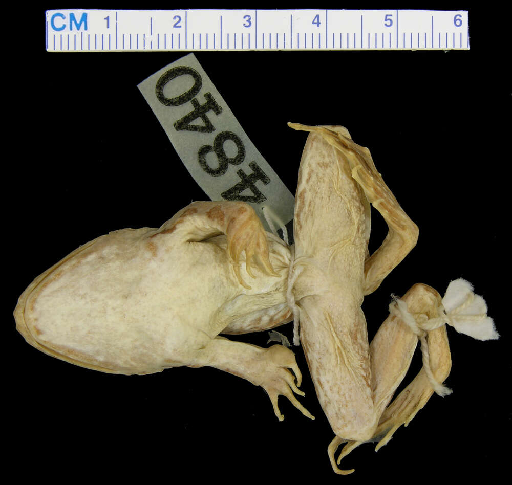 Image de Lithobates onca (Cope ex Yarrow 1875)