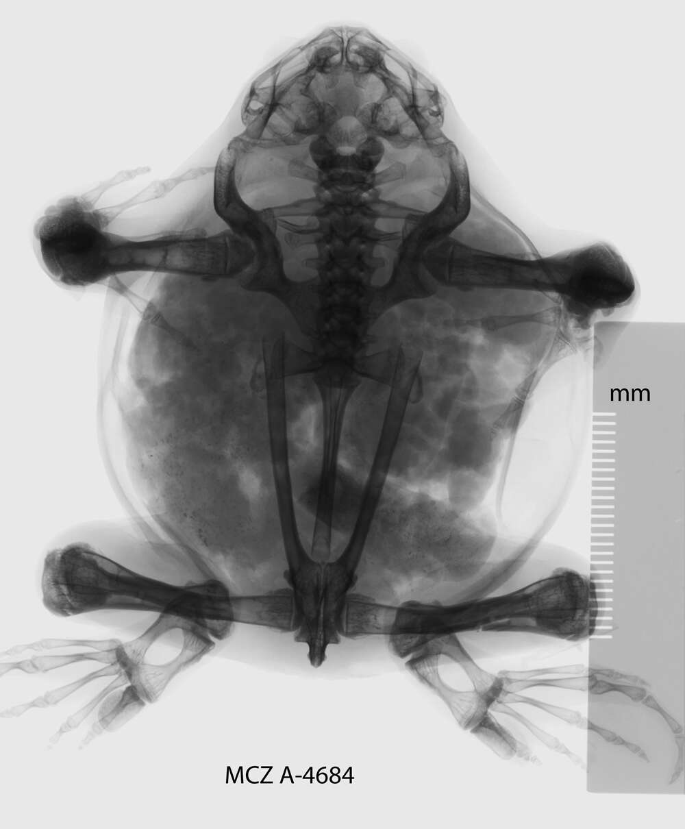 Imagem de Glyphoglossus Günther 1869