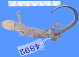 Image of Yonahlossee Salamander