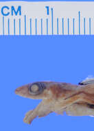 Image of Caretta Robber Frog